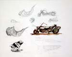 bycofosis5_orig